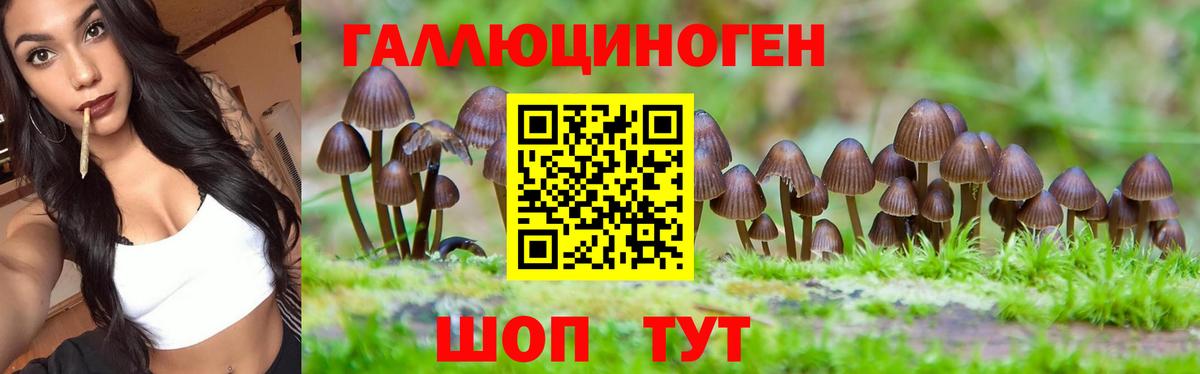 Саров  Псилоцибиновые грибы Psilocybine cubensis  Вход с VPN 